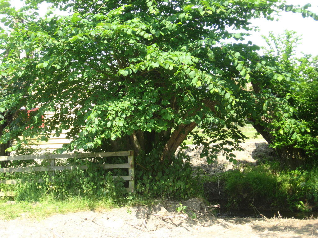 Leintwardine Walford Court Bed & Breakfast エクステリア 写真