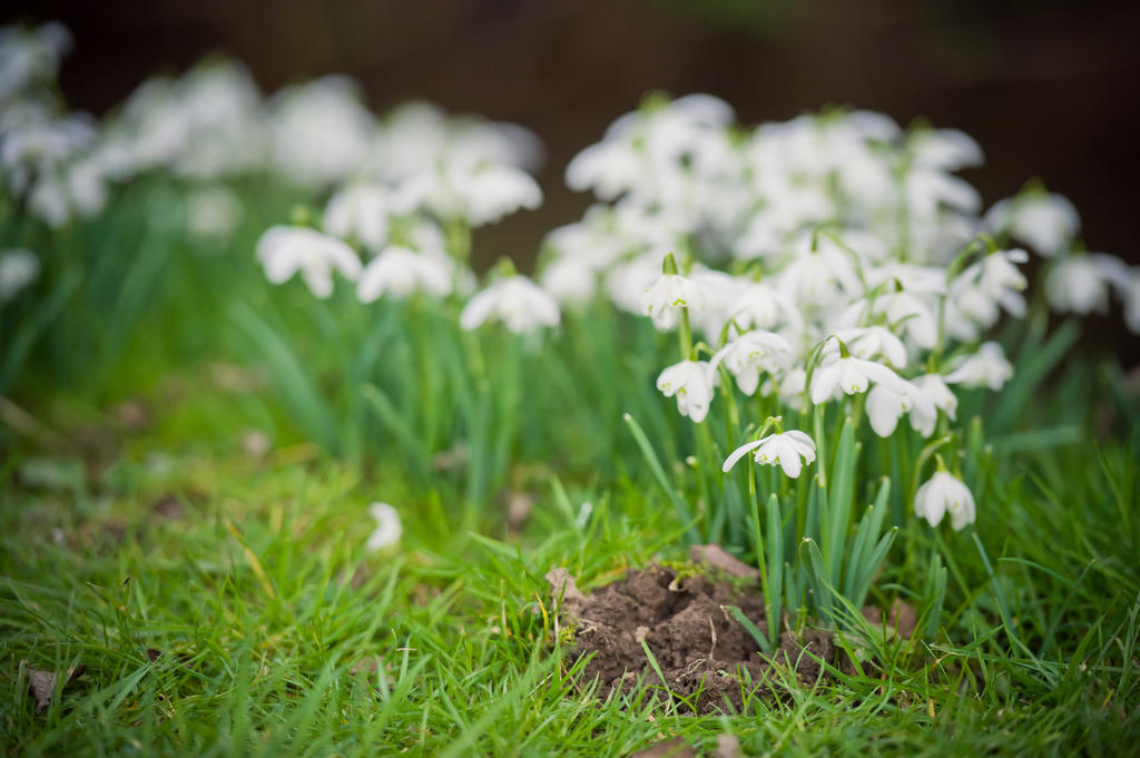 Leintwardine Walford Court Bed & Breakfast エクステリア 写真