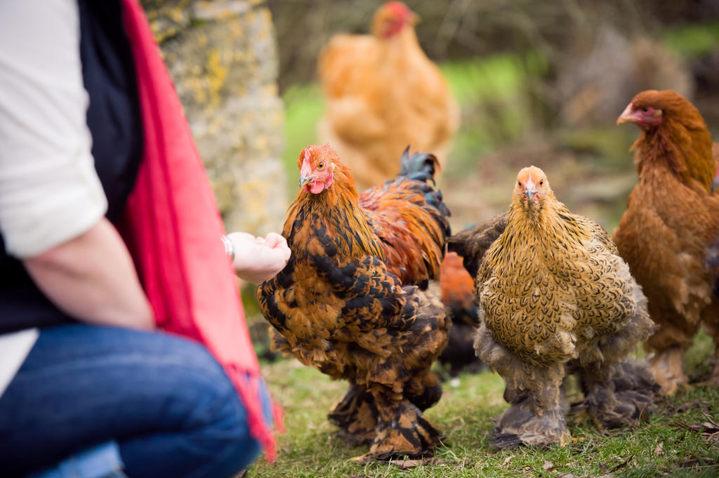 Leintwardine Walford Court Bed & Breakfast エクステリア 写真