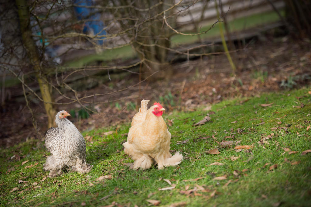 Leintwardine Walford Court Bed & Breakfast エクステリア 写真