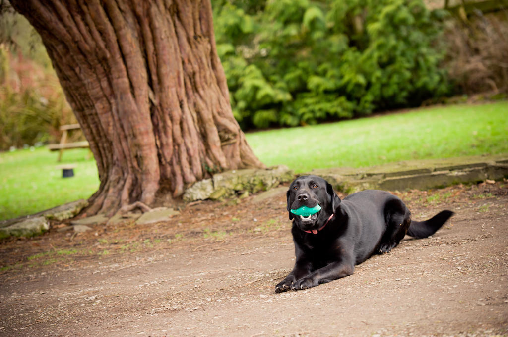 Leintwardine Walford Court Bed & Breakfast エクステリア 写真